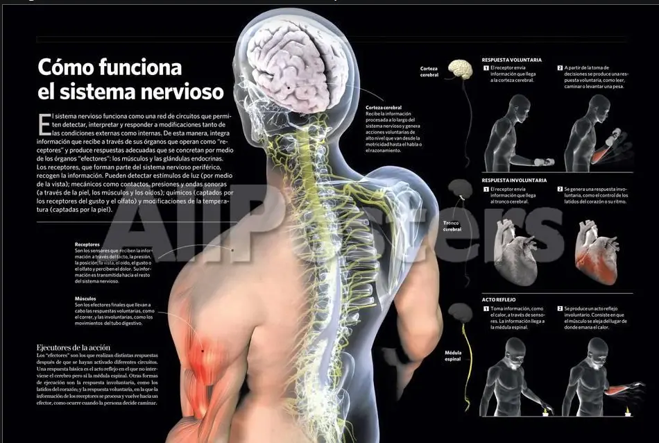 sistema nervioso central