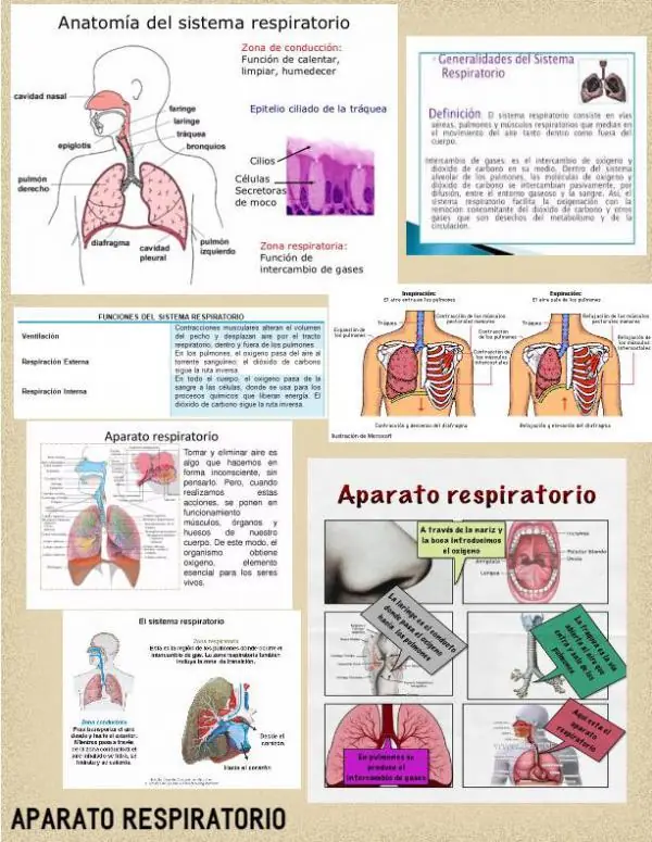 sistema circulatorio