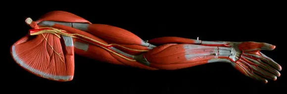 cuerpo humano