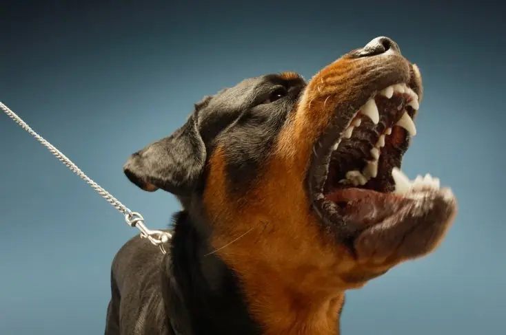 Por q los perros le ladran a ciertas personas y no a otras?
