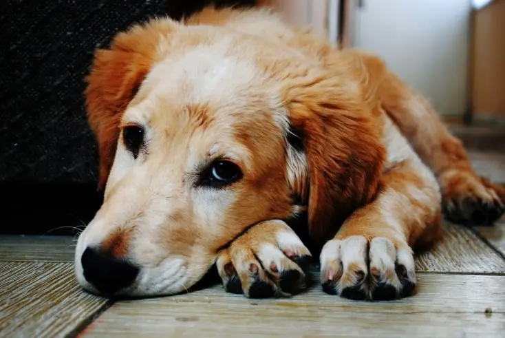 ¿Por q los perros le ladran a ciertas personas y no a otras
