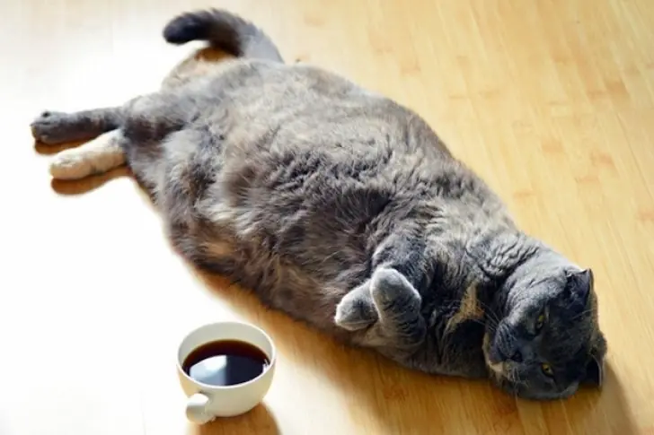 gato