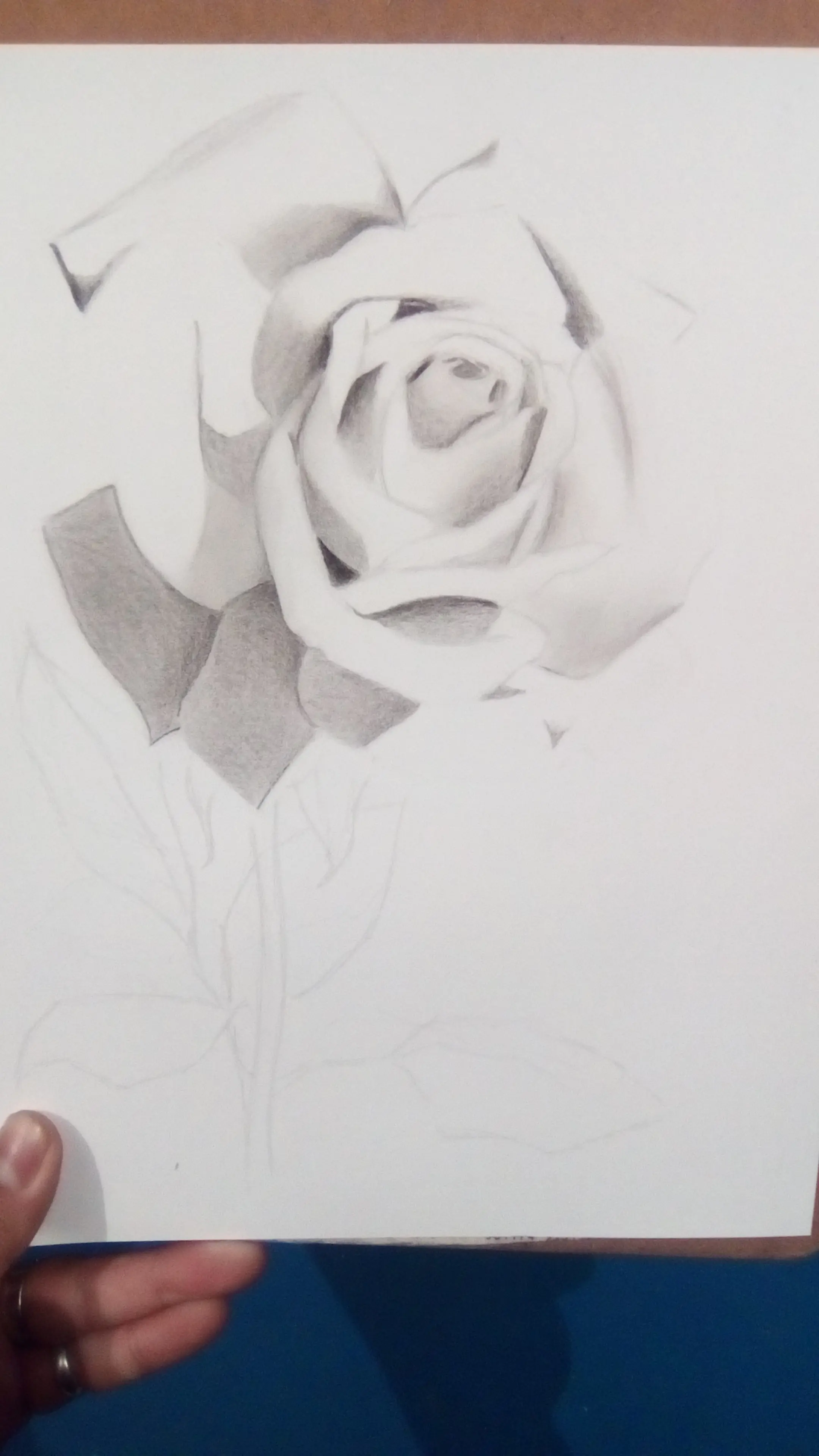 rosa