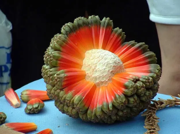 Las 15 frutas más extrañas del mundo ¿Cuales conocías? Las 15 frutas más extrañas del mundo ¿Cuales conocías?