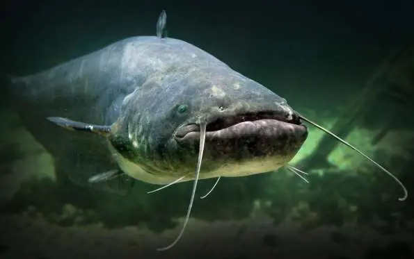 PELIGRO: estos son los animales más venenosos del planeta