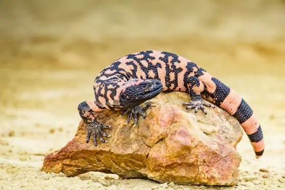 PELIGRO: estos son los animales más venenosos del planeta