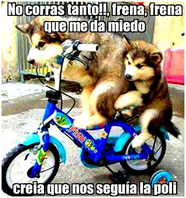 humor