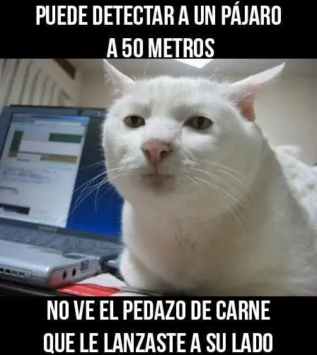 humor
