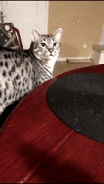 gifs