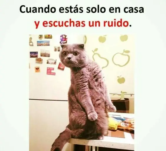 top memes
