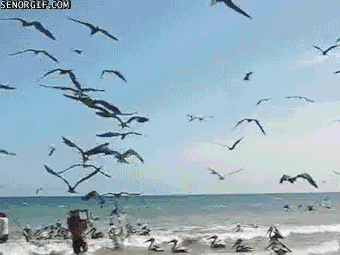 Los mejores gifs de hoy