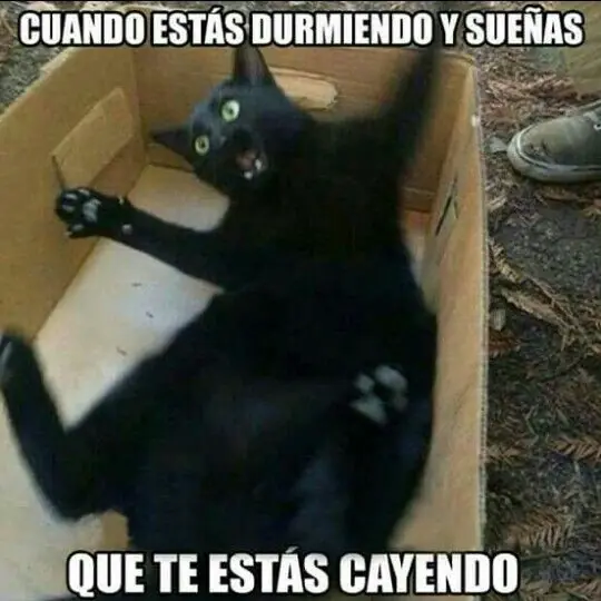 alegria