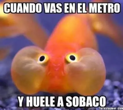 felicidad