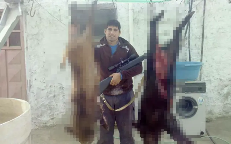 mulos