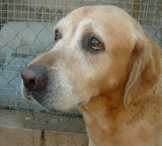 abandonados