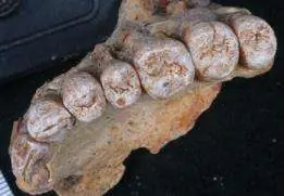 sorprendente fósil cambia historia de los primeros humanos