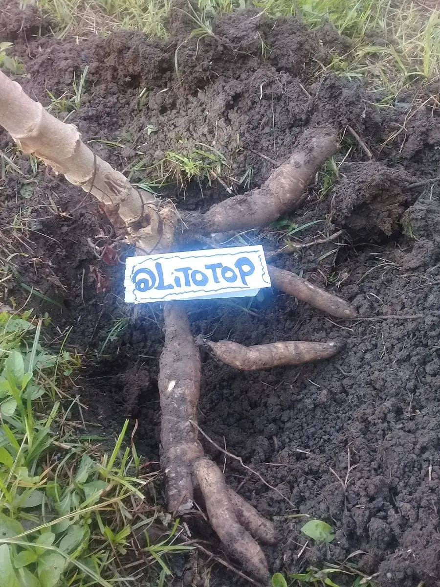 yuca