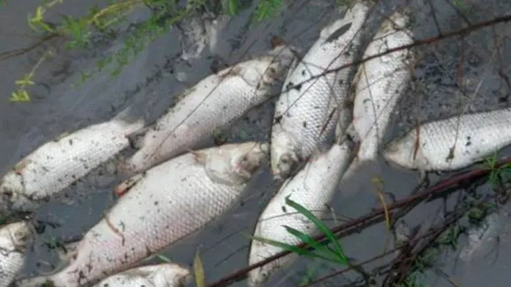 peces
