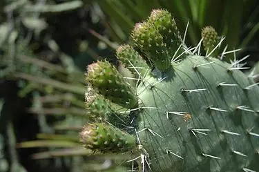 Planta nopales fácil y rapidito