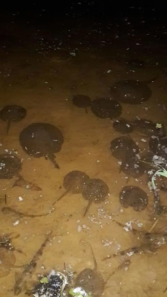 mirá ,se mueren los peces en mi ciudad y el litoral