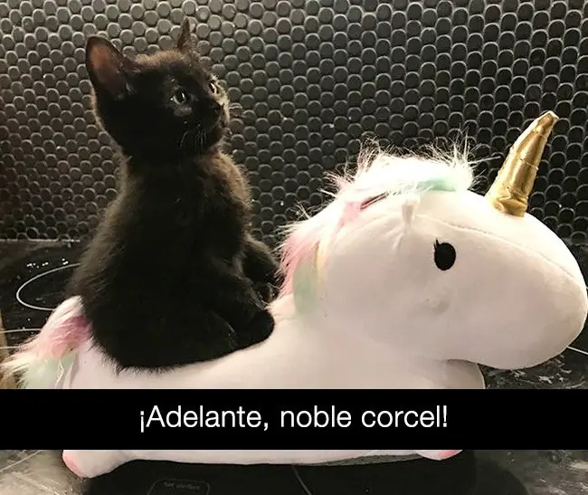 gracioso