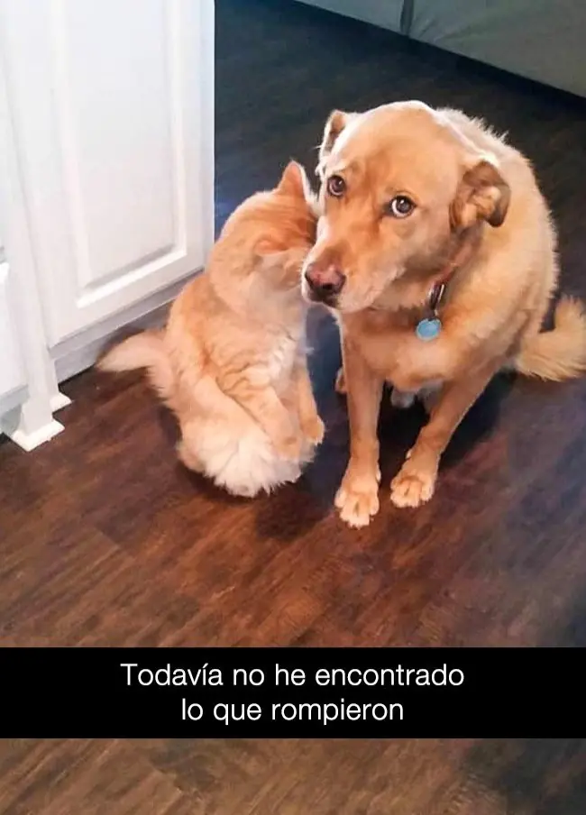 animales