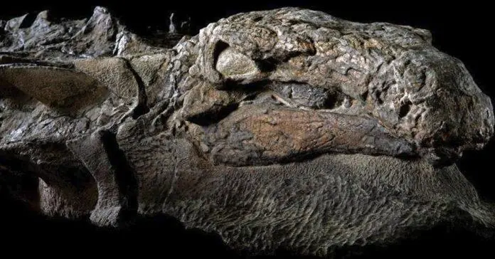 Hallan el primer dinosaurio del mundo en perfecta condición