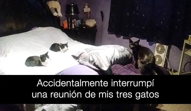 27 Locos Snapchats, que si tienes gatos te identificaras