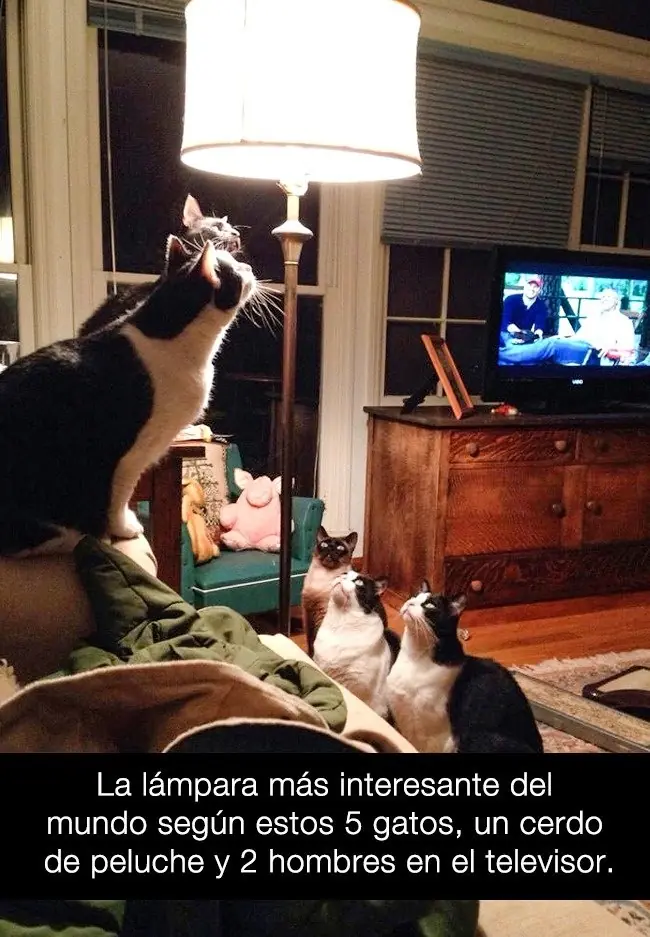 27 Locos Snapchats, que si tienes gatos te identificaras