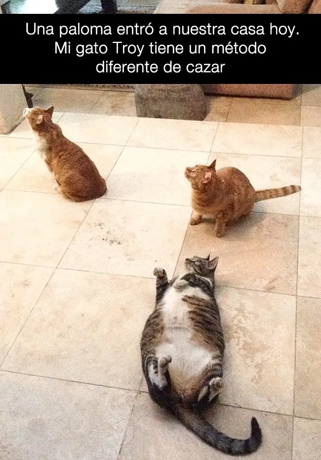 27 Locos Snapchats, que si tienes gatos te identificaras