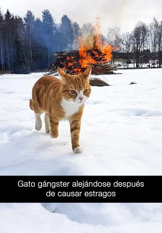 animales