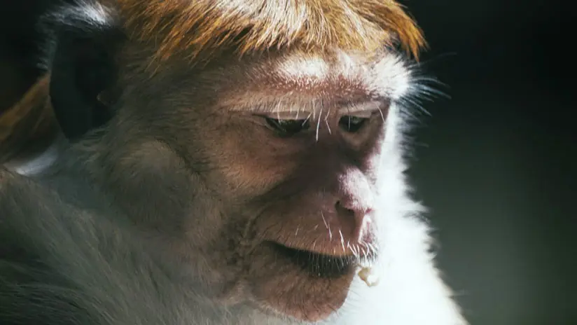 Un híbrido humano y chimpancé habría nacido en EEUU