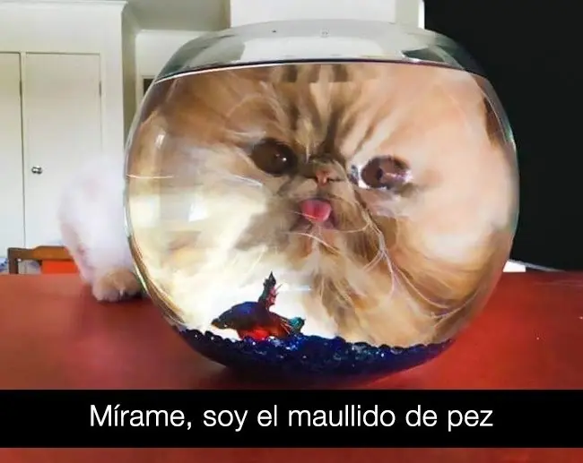 animales