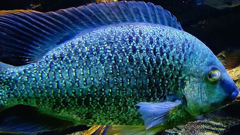 Fabrican zapatos, carteras y cinturones con piel de pescado