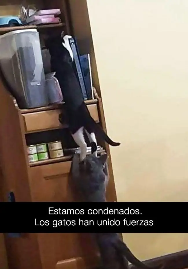 duenos