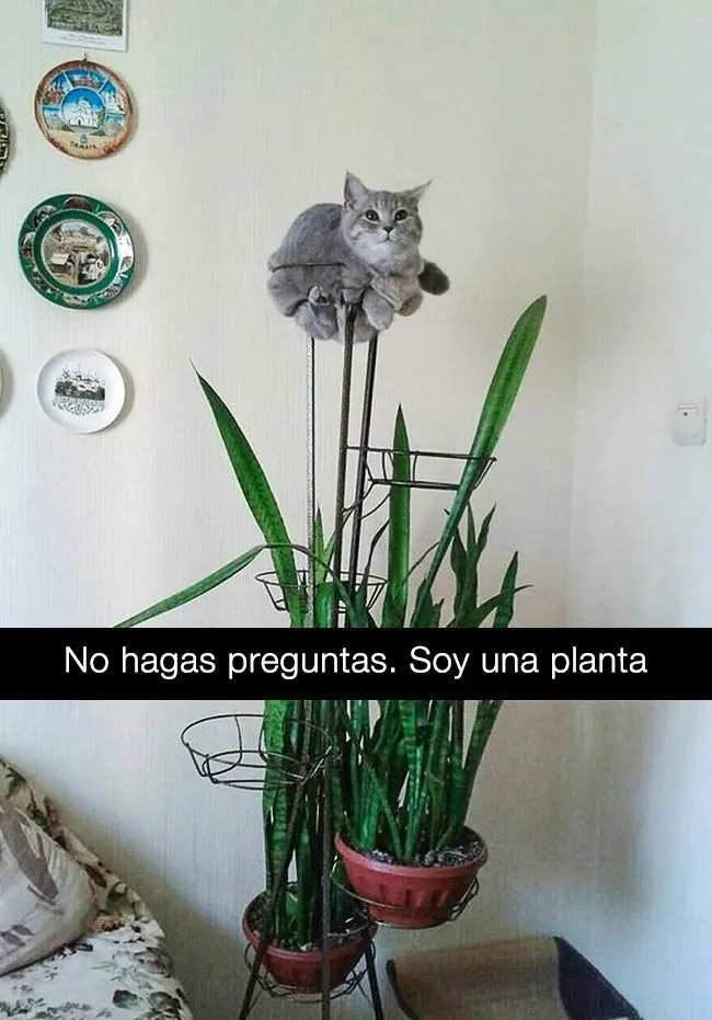 duenos