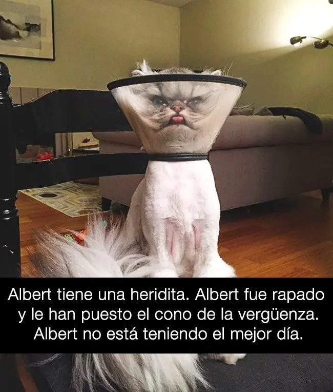 martes