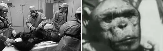 La historia del híbrido humano-chimpancé es cierta