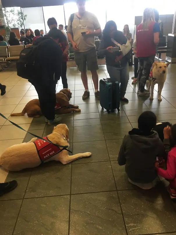 Cosas que encontrarás en los mejores aeropuertos del mundo