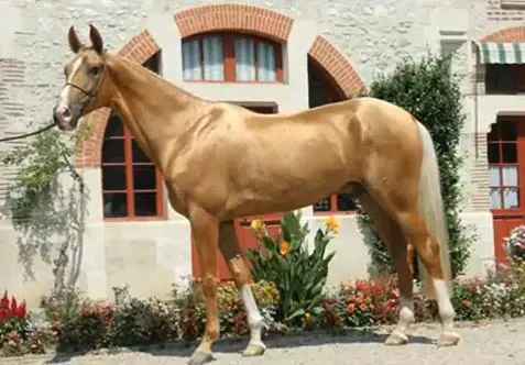 Caballo Akhal Teke