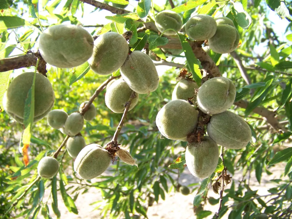 almendros almendros