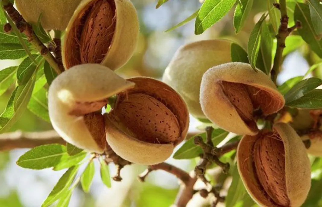 Almendra un post noble para un fruto noble Almendra un post noble para un fruto noble