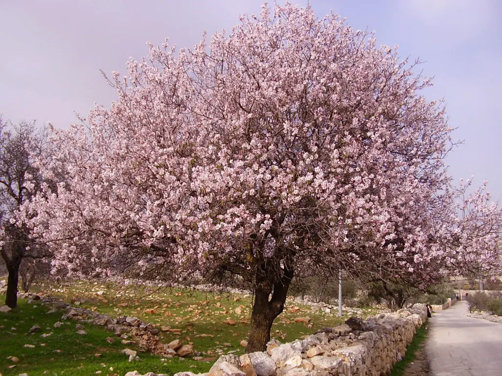 almendros almendros