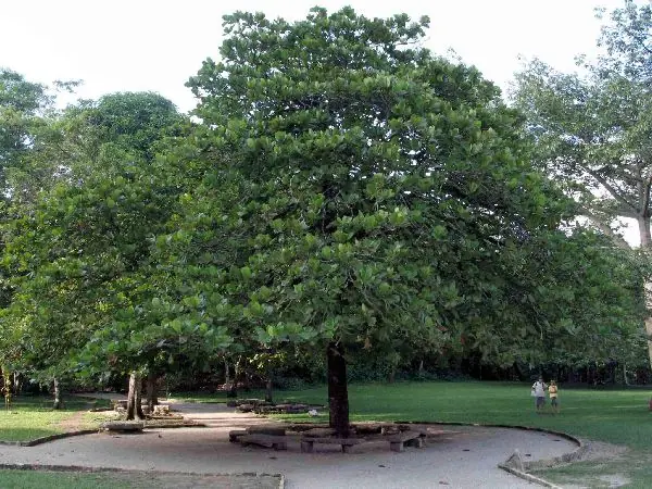 almendras almendras