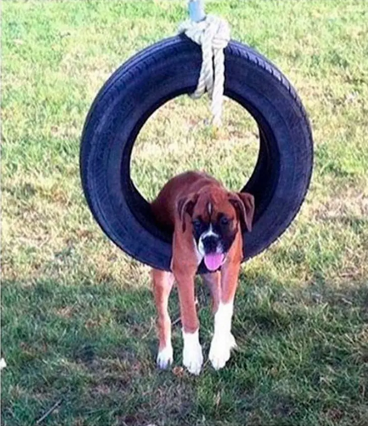 13 perros adorablemente tontos que te robarán una sonrisa