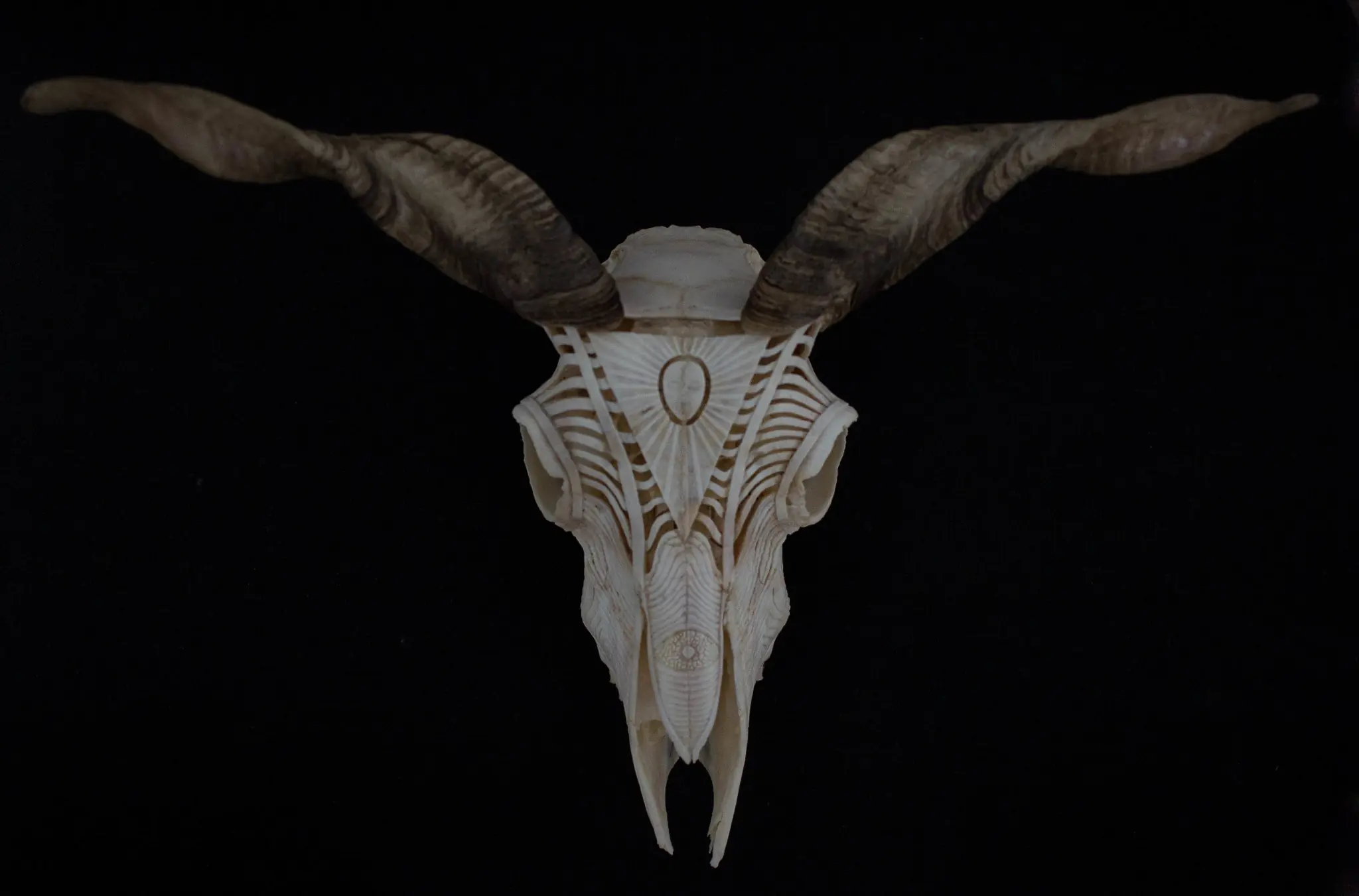 craneos de animales