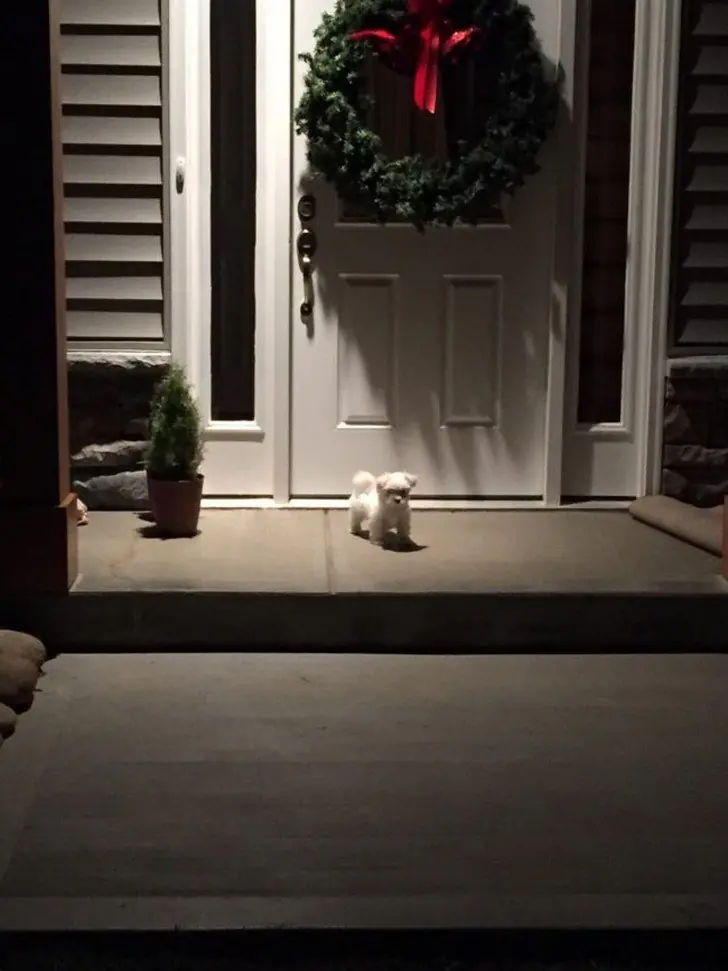 Perros ridículamente "vigilantes" cuando aparezcan intrusos