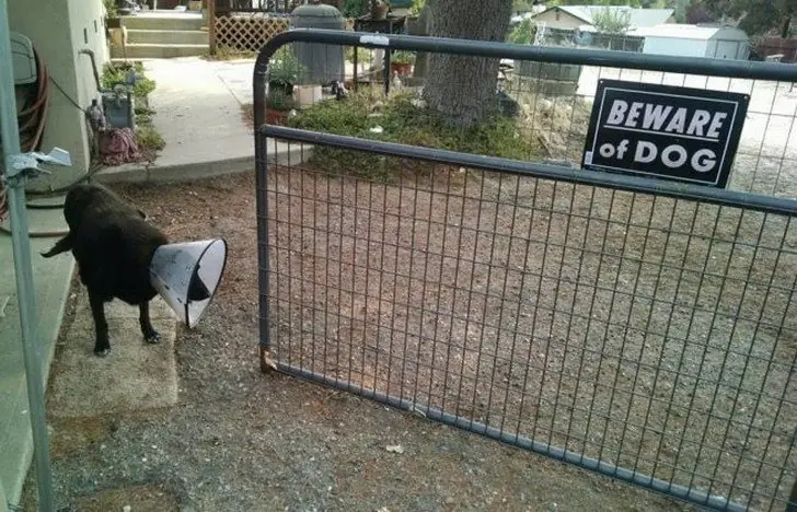 vigilantes