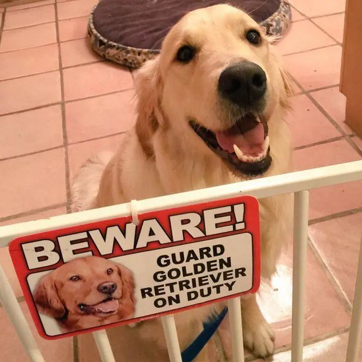 perros