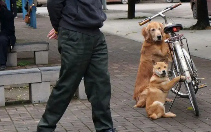 perros